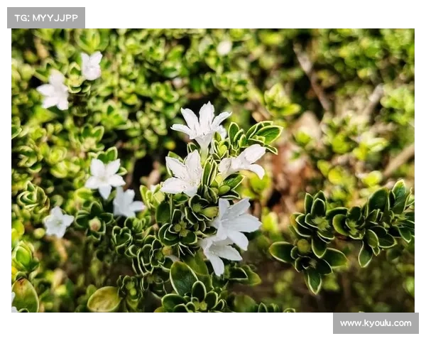 迷失之城中的花之奇遇